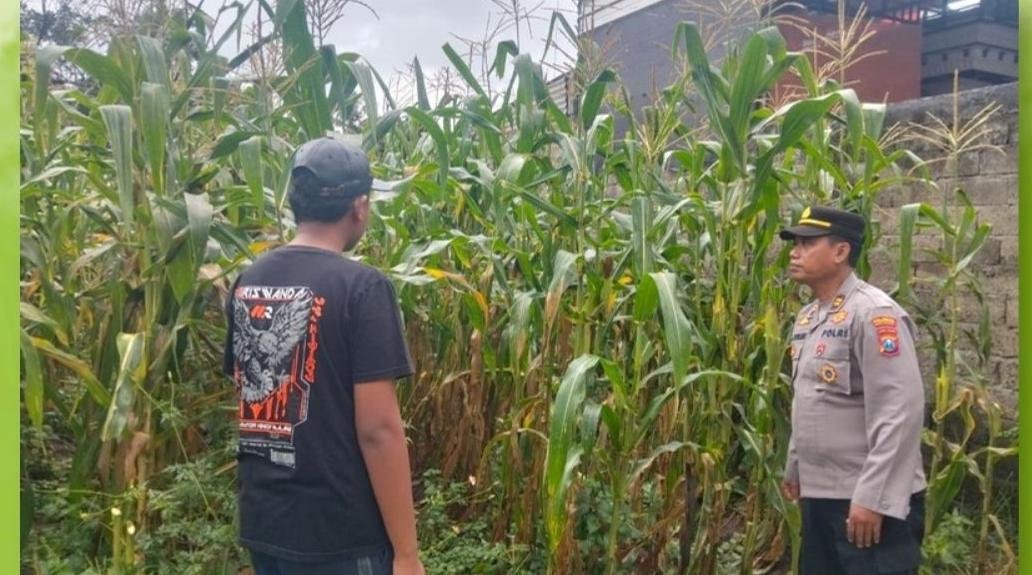 Dukung Ketahanan Pangan, Bhabinkamtibmas Polsek Gambiran Pantau Panen Jagung Warga di Desa Purwodadi