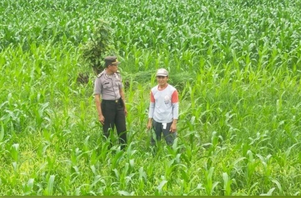 Bhabinkamtibmas Polsek Glenmore Pantau Panen Jagung Warga, Dukung Program Swasembada Pangan Nasional