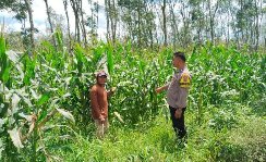Kanit Binmas Polsek Pesanggaran Dampingi Pertumbuhan Tanaman Jagung Warga, Wujud Dukungan Ketahanan Pangan Nasional